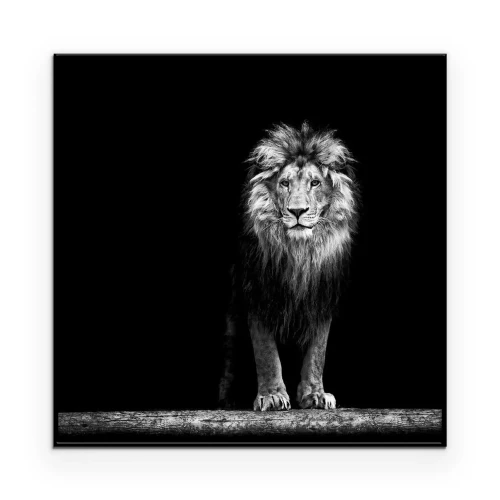 Poster  Portrait, beau, lion, lion, sombre
