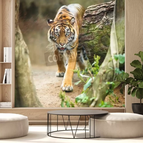 Papier peint  Tigre marchant dans la forêt