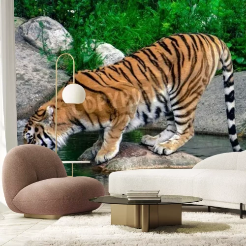 Papier peint  Tigre en train de boire de l'eau
