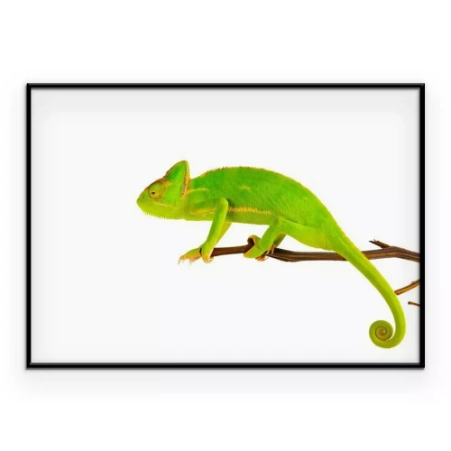 Poster  Caméléon vert sur une branche