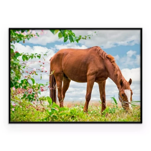 Poster  Un cheval alezan broute dans une prairie
