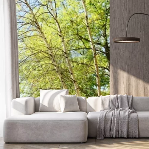 Papier peint  Forêt de bouleaux sous le soleil