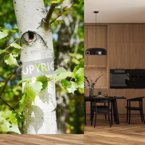 Papier peint  Bouleau en gros plan