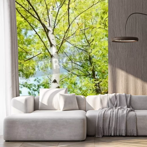 Papier peint  Grand bouleau