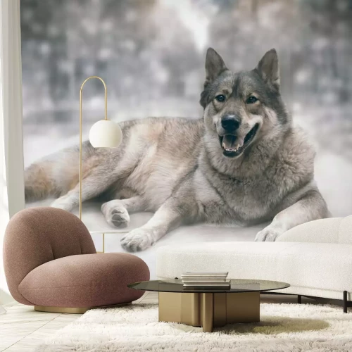 Papier peint  Un loup couché dans une forêt floue