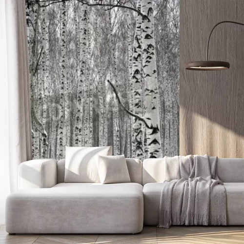 Papier peint  Bouleaux noirs et blancs dans la neige