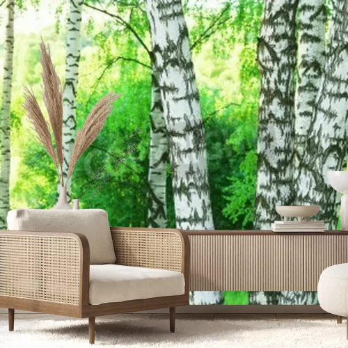 Papier peint  Des bouleaux dans la forêt le matin