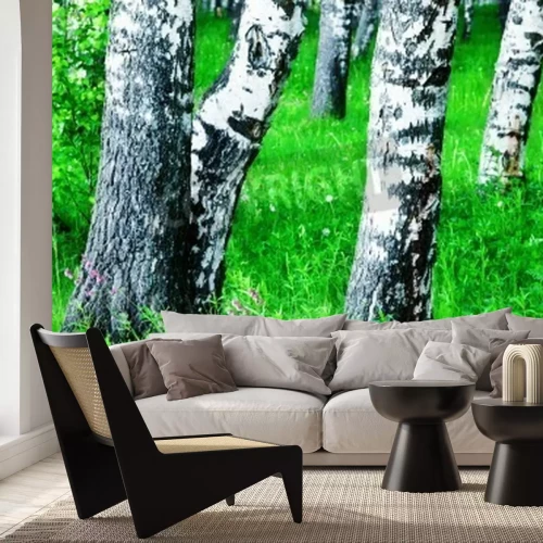 Papier peint  Tiges de bouleaux