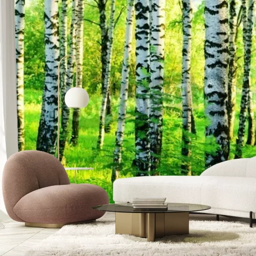 Papier peint  Bouleaux dans la lumière du matin