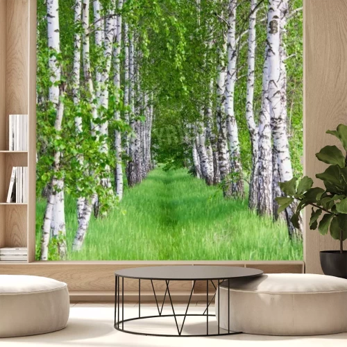 Papier peint  Chemin forestier parmi les bouleaux