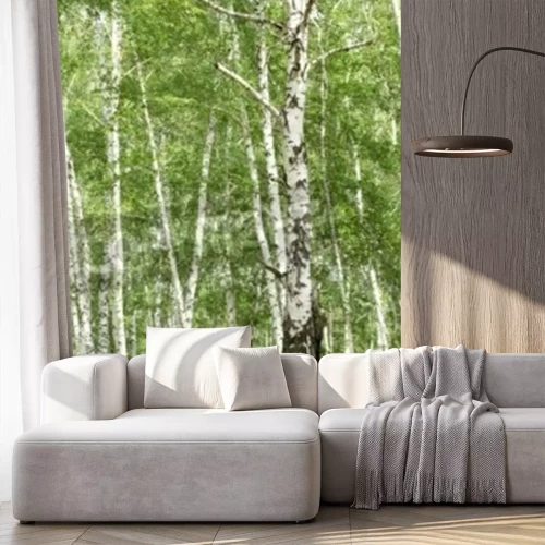 Papier peint  Vieux et jeunes bouleaux