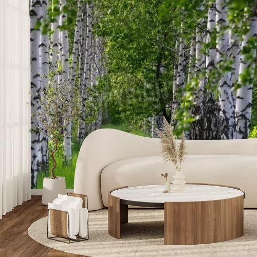 Papier peint  L'herbe entre les bouleaux