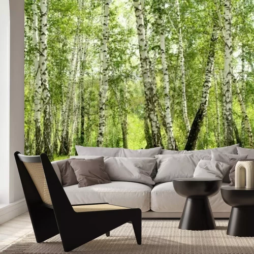 Papier peint  Bouleaux 3D dans la forêt