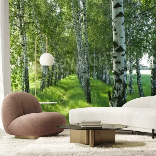 Papier peint  Bouleaux noirs et blancs au soleil