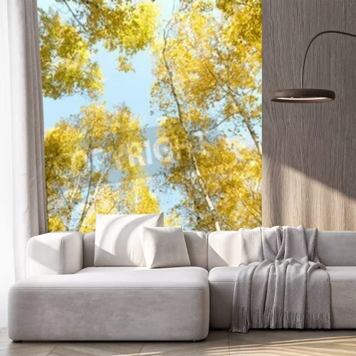 Papier peint  Bouleaux contre le ciel