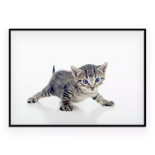 Poster  Jeune chaton sur fond blanc