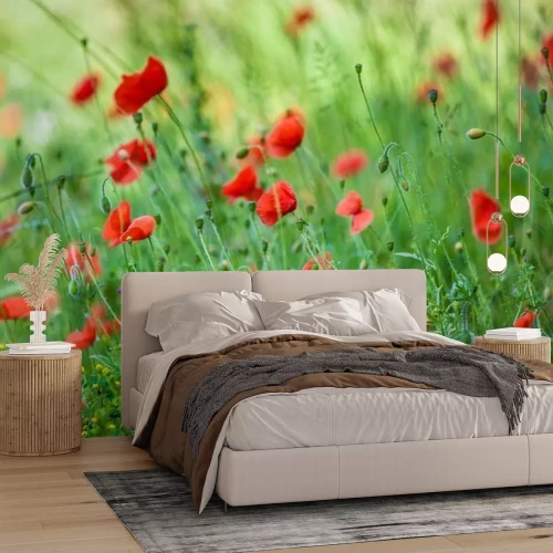 Papier peint  Coquelicots sauvages en été