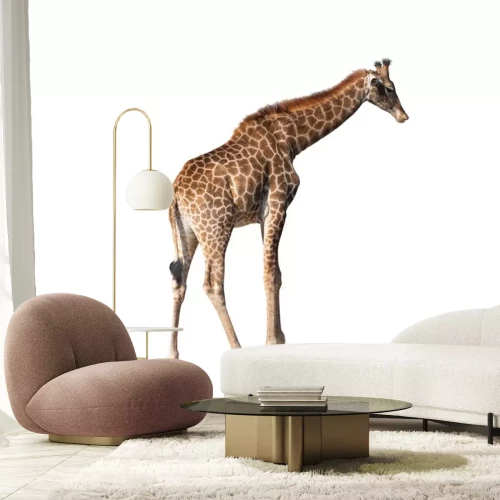 Sticker  Girafe isolé sur fond blanc