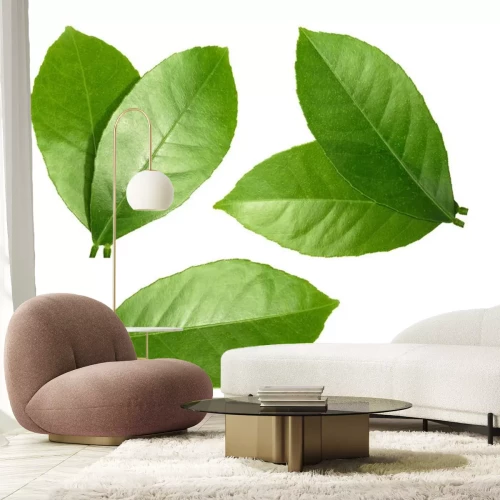 Sticker  Citron, feuille, isolé, blanc, fond