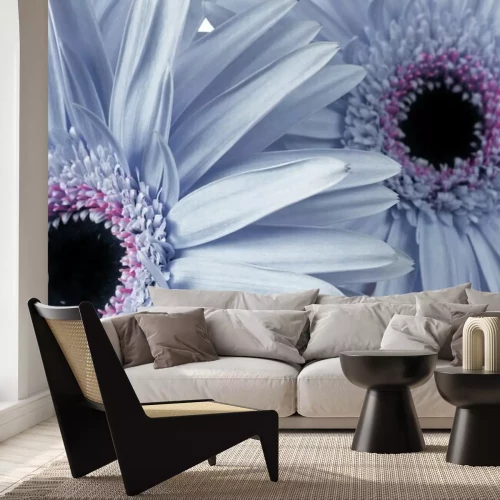 Papier peint  Pâquerettes bleues