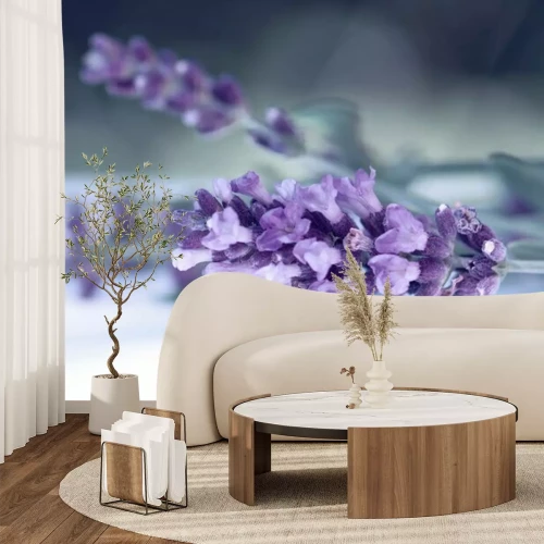 Papier peint  Lavande en gros plan