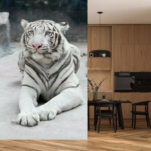 Papier peint  Tigre du Bengale blanc couché