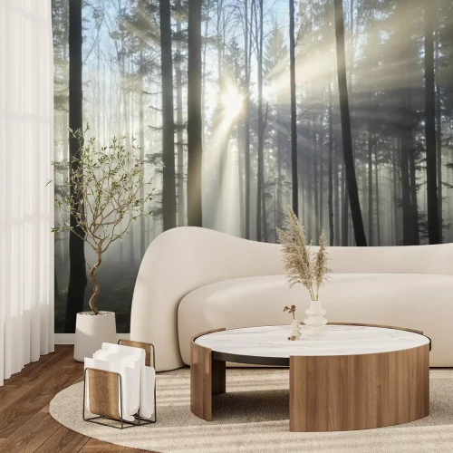 Papier peint  Rayons de soleil parmi les arbres dans une forêt brumeuse