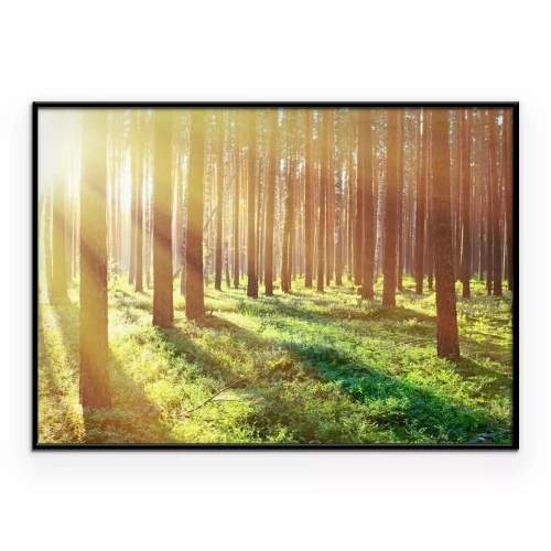 Poster  Des rayons de soleil filtrent entre les arbres de la forêt