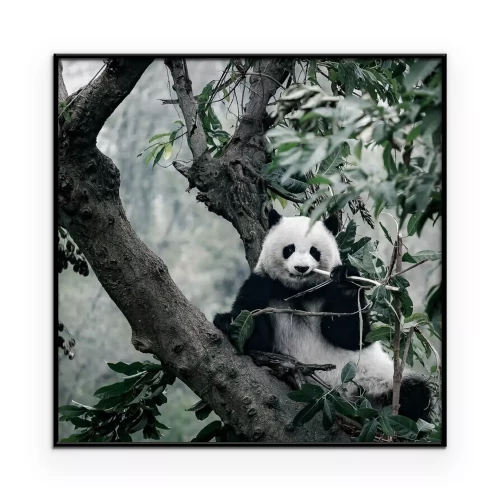 Poster  Panda sur arbre