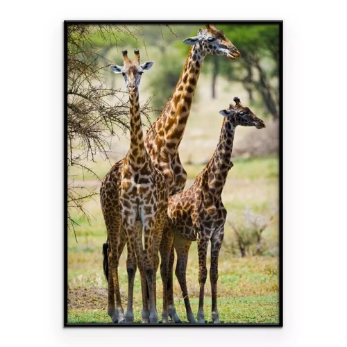 Poster  Trois girafes dans la savane
