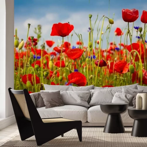 Papier peint  Prairie avec coquelicots et bleuets