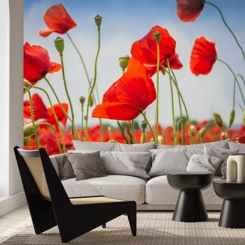 Papier peint  Mohnblumen - Le champ de pavot