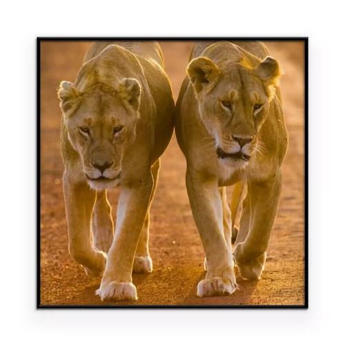 Poster  Deux lionnes dans la savane