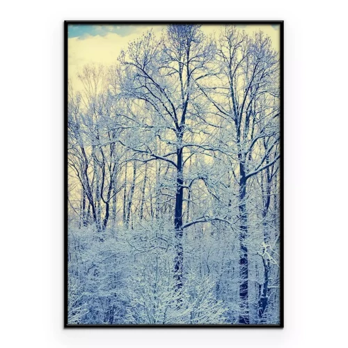 Poster  Arbres couverts d'un léger gel