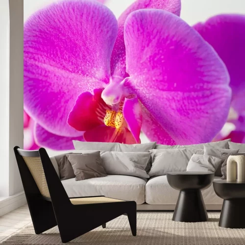 Sticker  Gros plan d'une orchidée pourpre