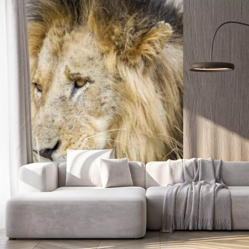 Sticker  Lion de savane à crinière noire et yeux dorés