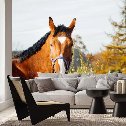 Sticker  La tête d'un cheval avec une tache blanche en forme de triangle