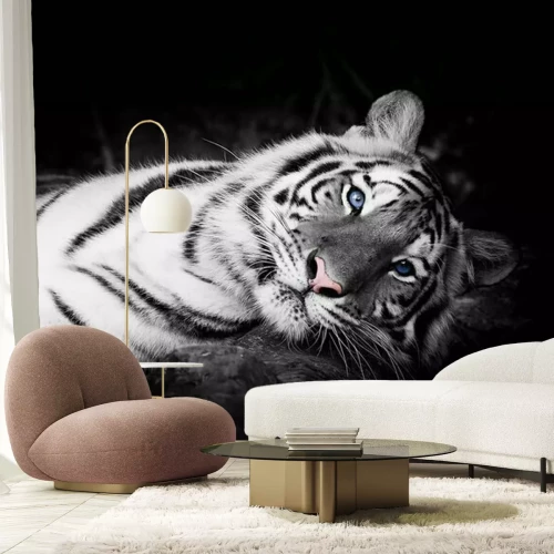 Papier peint  Tigre blanc avec les yeux bleux