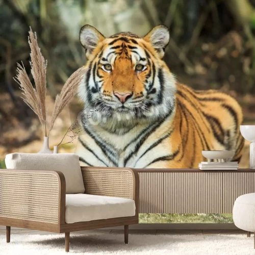 Papier peint  Tigre au repos sur la pierre