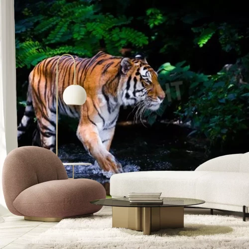 Papier peint  Tigre barbotant dans l'eau