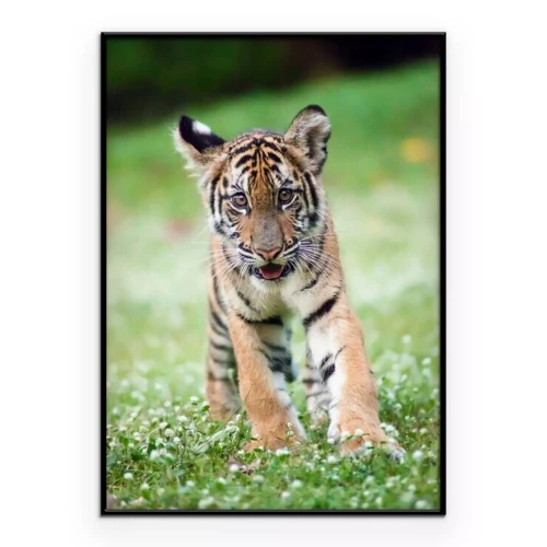 Poster  Le bébé tigre du Bengale se promène dans une prairie.