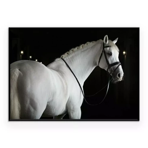 Poster  Un cheval blanc dans une écurie sombre