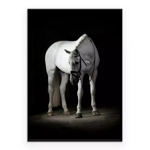 Poster  Un destrier blanc entouré par les ténèbres