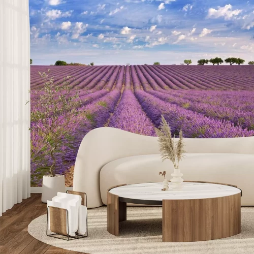 Papier peint  Un vaste champ de lavande sous un ciel bleu