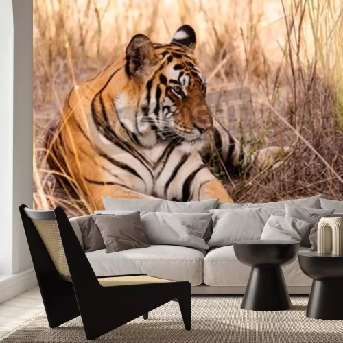 Papier peint  Tigre couché dans la savane