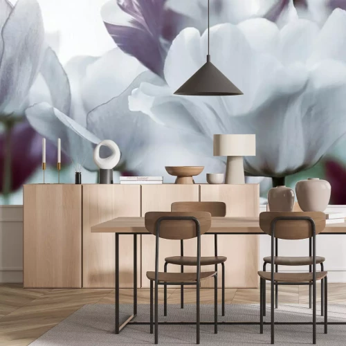 Papier peint  Gros plan sur des tulipes blanches et poudreuses