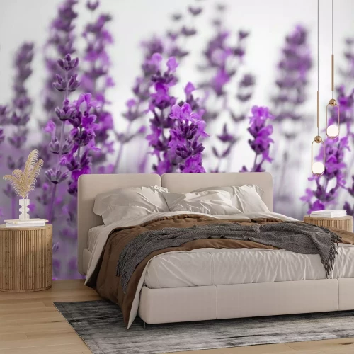 Papier peint  Champ lavande fleurs