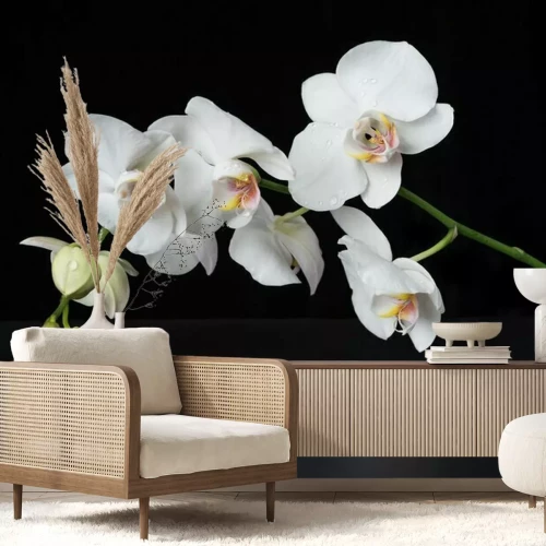 Papier peint  Blanc, orchidée, noir, fond