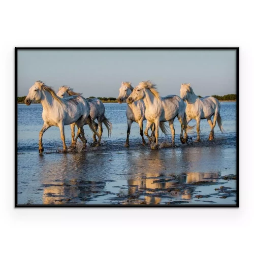 Poster  Des chevaux dans l'eau au soleil