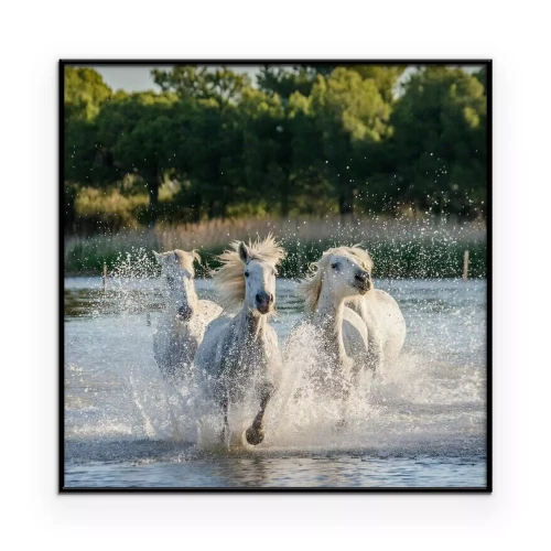 Poster  Chevaux blancs galopant dans la rivière